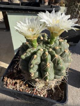 Gymnocalycium multiflorum